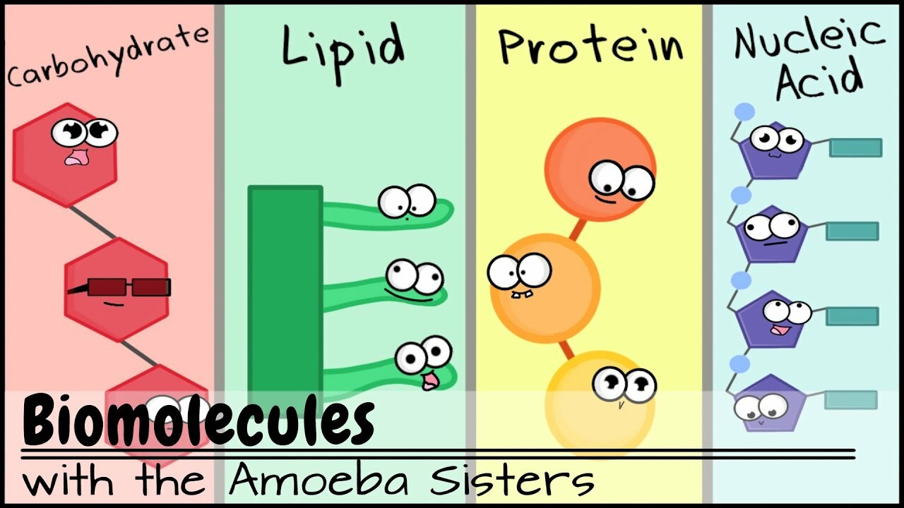 Biomolecules (Updated)